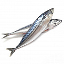 Скумбрия 400-600 г- 25 кг (2 х 12,5 кг) бортовая заморозка, Фарерские Острова